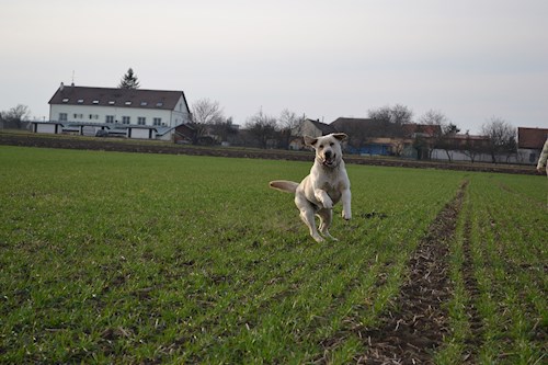 Michaela- petsitter Chvalovice nebo Páníček pro psi kočky