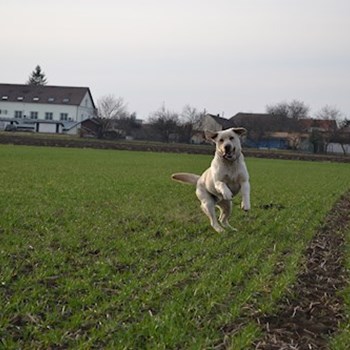thumbnail petsitter Chvalovice nebo páníček pro psi kočky