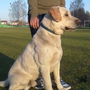 thumbnail petsitter Chvalovice nebo páníček pro psi kočky