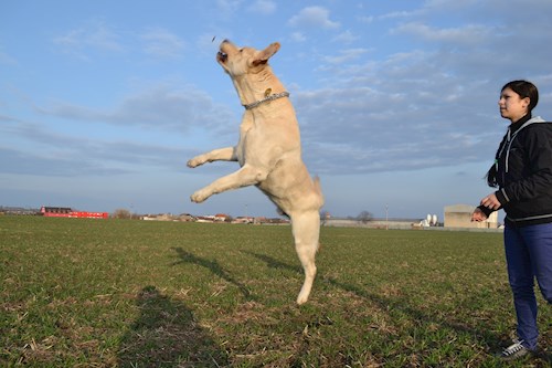 Michaela- petsitter Chvalovice nebo Páníček pro psi kočky