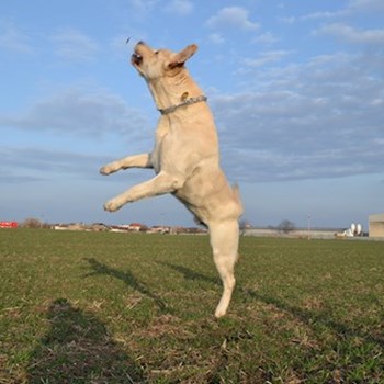 thumbnail petsitter Chvalovice nebo páníček pro psi kočky