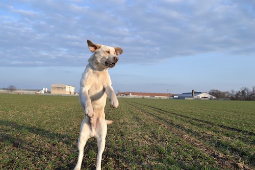 Michaela- petsitter Chvalovice nebo Páníček pro psi kočky