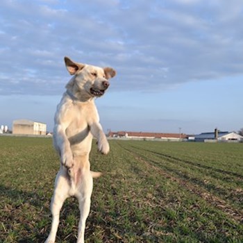 thumbnail petsitter Chvalovice nebo páníček pro psi kočky