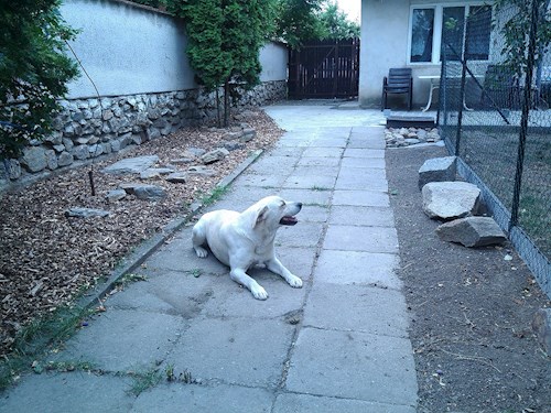 Michaela- petsitter Chvalovice nebo Páníček pro psi kočky