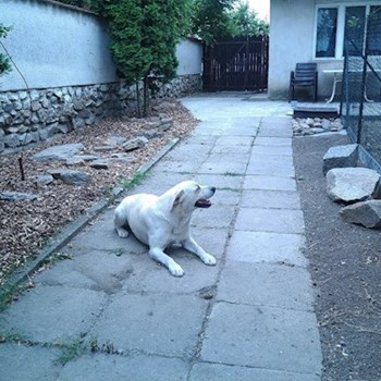 thumbnail petsitter Chvalovice nebo páníček pro psi kočky