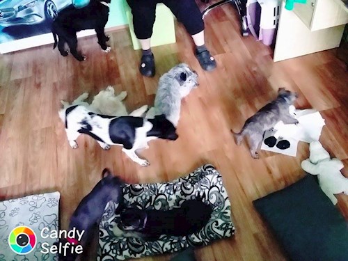 Michaela- petsitter Chvalovice nebo Páníček pro psi kočky