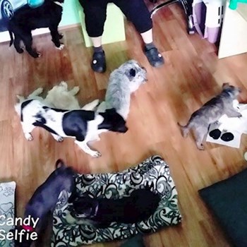 thumbnail petsitter Chvalovice nebo páníček pro psi kočky