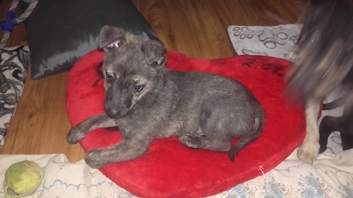 Michaela- petsitter Chvalovice nebo Páníček pro psi kočky