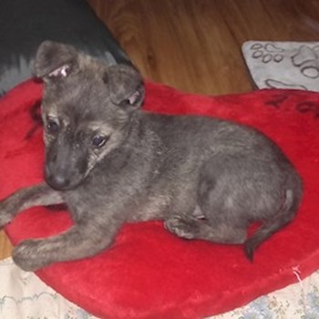 thumbnail petsitter Chvalovice nebo páníček pro psi kočky