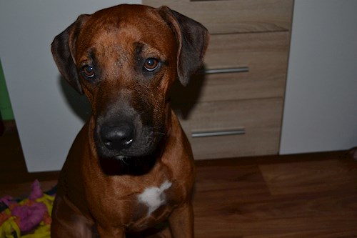 Michaela- petsitter Chvalovice nebo Páníček pro psi kočky