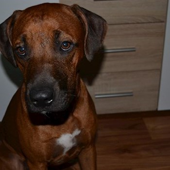 thumbnail petsitter Chvalovice nebo páníček pro psi kočky