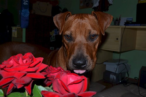 Michaela- petsitter Chvalovice nebo Páníček pro psi kočky