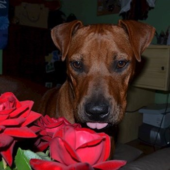 thumbnail petsitter Chvalovice nebo páníček pro psi kočky