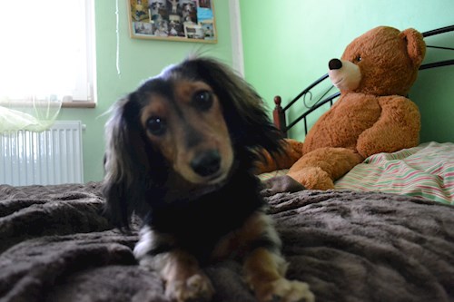 Michaela- petsitter Chvalovice nebo Páníček pro psi kočky