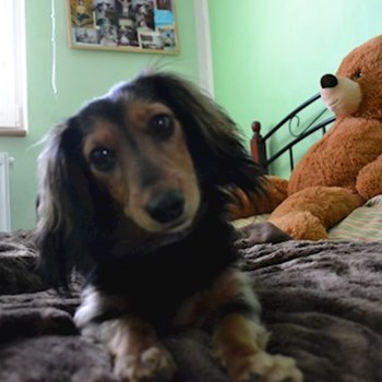 thumbnail petsitter Chvalovice nebo páníček pro psi kočky