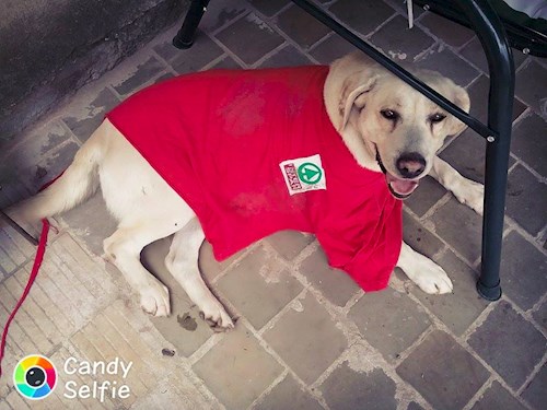 Michaela- petsitter Chvalovice nebo Páníček pro psi kočky