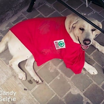 thumbnail petsitter Chvalovice nebo páníček pro psi kočky