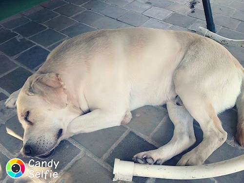 Michaela- petsitter Chvalovice nebo Páníček pro psi kočky