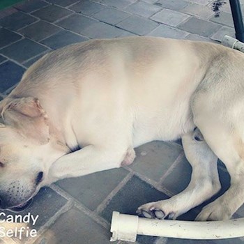 thumbnail petsitter Chvalovice nebo páníček pro psi kočky