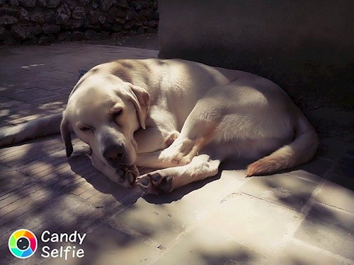 Michaela- petsitter Chvalovice nebo Páníček pro psi kočky