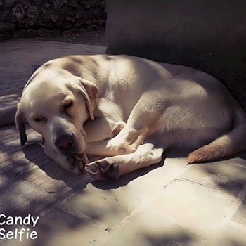 thumbnail petsitter Chvalovice nebo páníček pro psi kočky