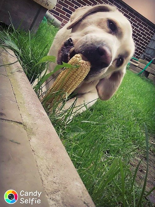 Michaela- petsitter Chvalovice nebo Páníček pro psi kočky