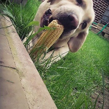 thumbnail petsitter Chvalovice nebo páníček pro psi kočky