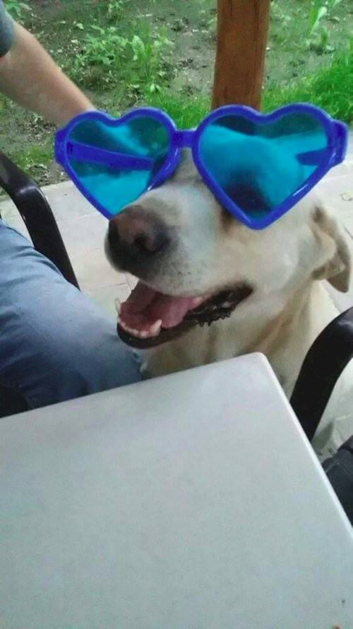 Michaela- petsitter Chvalovice nebo Páníček pro psi kočky