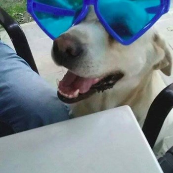 thumbnail petsitter Chvalovice nebo páníček pro psi kočky