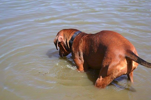 Michaela- petsitter Chvalovice nebo Páníček pro psi kočky