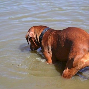 thumbnail petsitter Chvalovice nebo páníček pro psi kočky