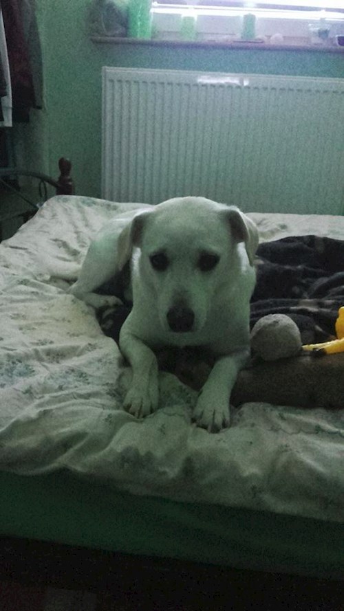 Michaela- petsitter Chvalovice nebo Páníček pro psi kočky