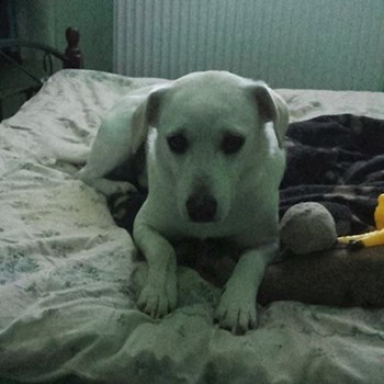 thumbnail petsitter Chvalovice nebo páníček pro psi kočky