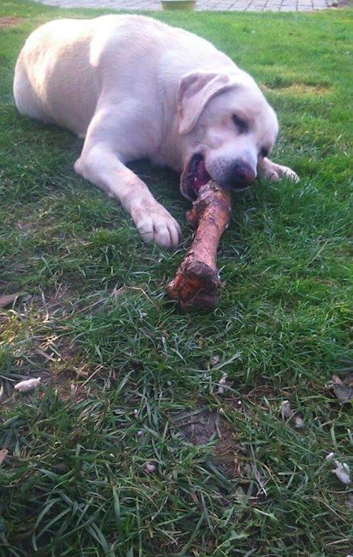 Michaela- petsitter Chvalovice nebo Páníček pro psi kočky