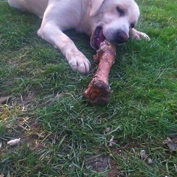 thumbnail petsitter Chvalovice nebo páníček pro psi kočky