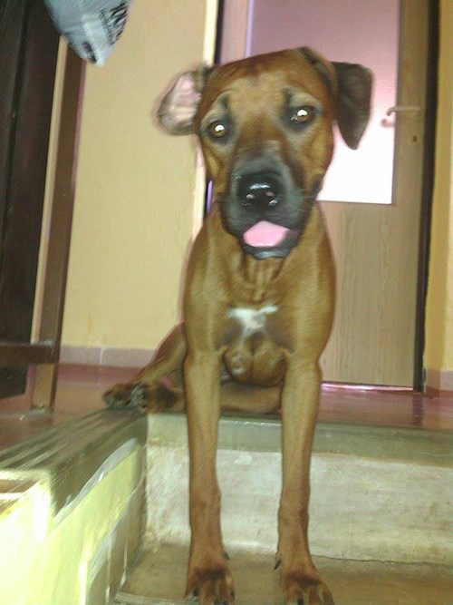 Michaela- petsitter Chvalovice nebo Páníček pro psi kočky