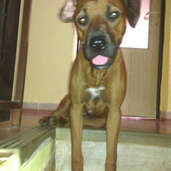 thumbnail petsitter Chvalovice nebo páníček pro psi kočky