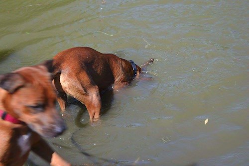 Michaela- petsitter Chvalovice nebo Páníček pro psi kočky