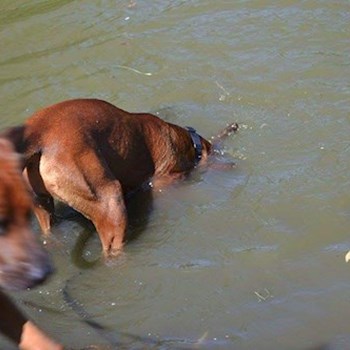 thumbnail petsitter Chvalovice nebo páníček pro psi kočky