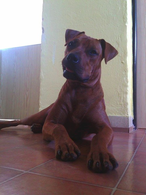 Michaela- petsitter Chvalovice nebo Páníček pro psi kočky