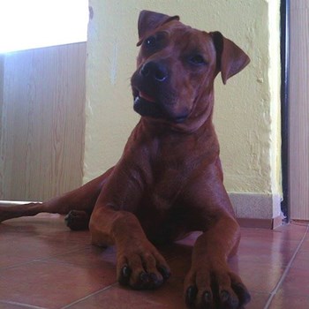 thumbnail petsitter Chvalovice nebo páníček pro psi kočky