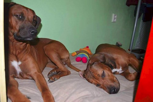 Michaela- petsitter Chvalovice nebo Páníček pro psi kočky