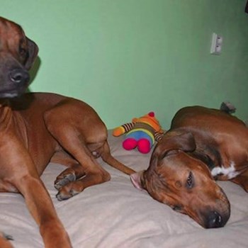 thumbnail petsitter Chvalovice nebo páníček pro psi kočky