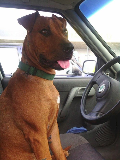 Michaela- petsitter Chvalovice nebo Páníček pro psi kočky