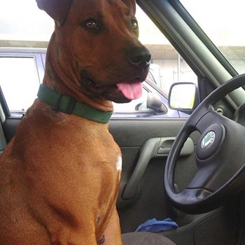 thumbnail petsitter Chvalovice nebo páníček pro psi kočky