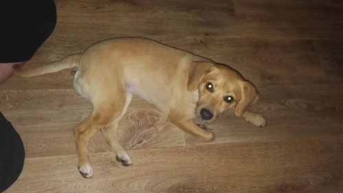 Michaela- petsitter Chvalovice nebo Páníček pro psi kočky