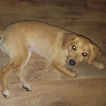 thumbnail petsitter Chvalovice nebo páníček pro psi kočky