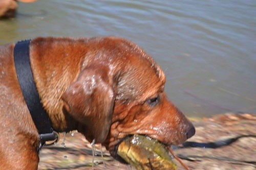 Michaela- petsitter Chvalovice nebo Páníček pro psi kočky
