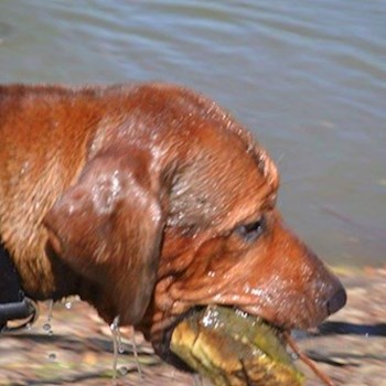 thumbnail petsitter Chvalovice nebo páníček pro psi kočky