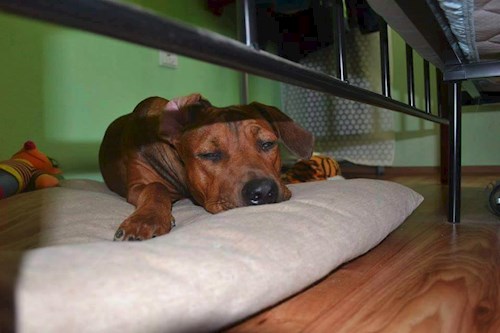 Michaela- petsitter Chvalovice nebo Páníček pro psi kočky